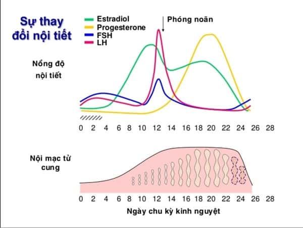 hormonal changes during menstruation
